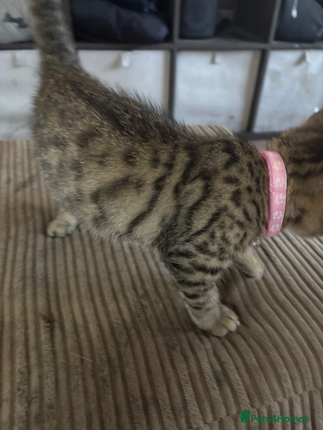 Bengal cats for sale: **1 Female remaining** Bengal cross kittens  in Petworth - Image 21