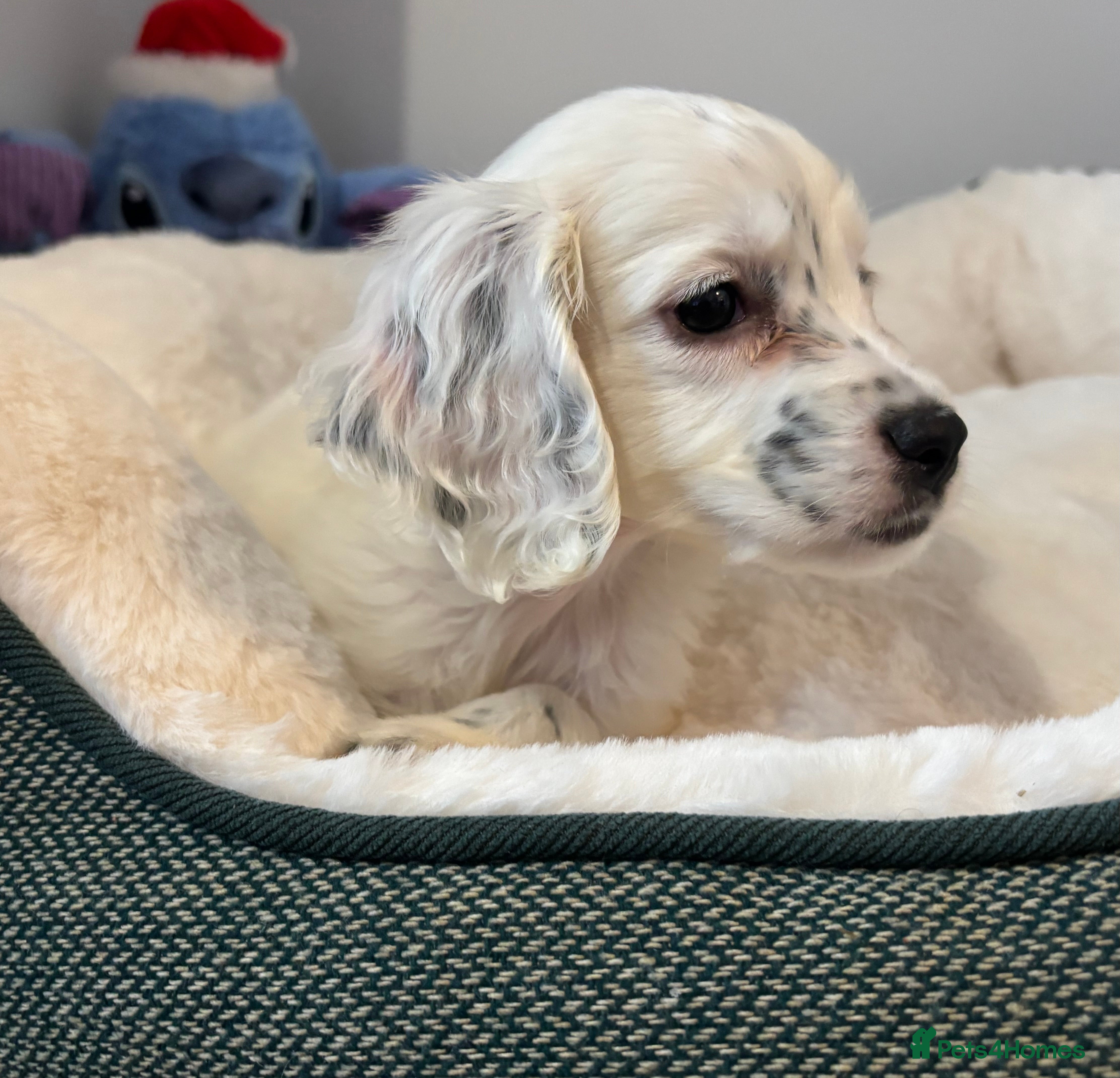 Cocker Spaniel dogs Full Cocker Spaniel Male Puppy - Advert 2