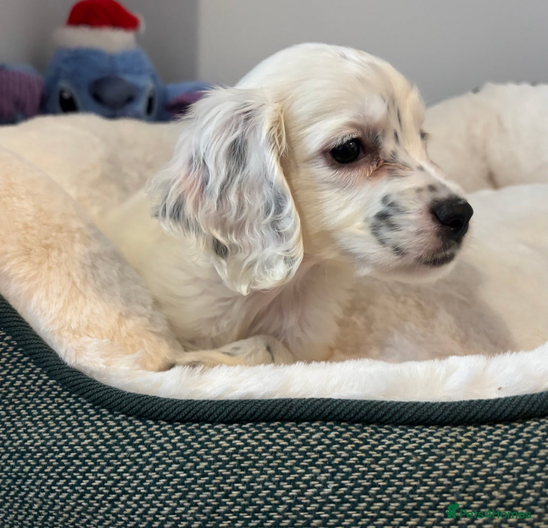 Cocker Spaniel dogs for sale: Full Cocker Spaniel Male Puppy - Advert 1