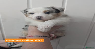 Australian Shepherd dogs - Advert 13