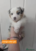 Australian Shepherd dogs - Advert 2