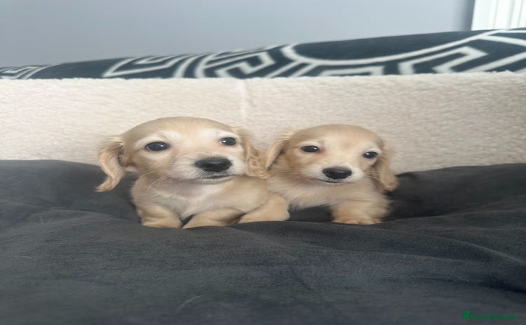 Miniature Dachshund dogs - Advert 2