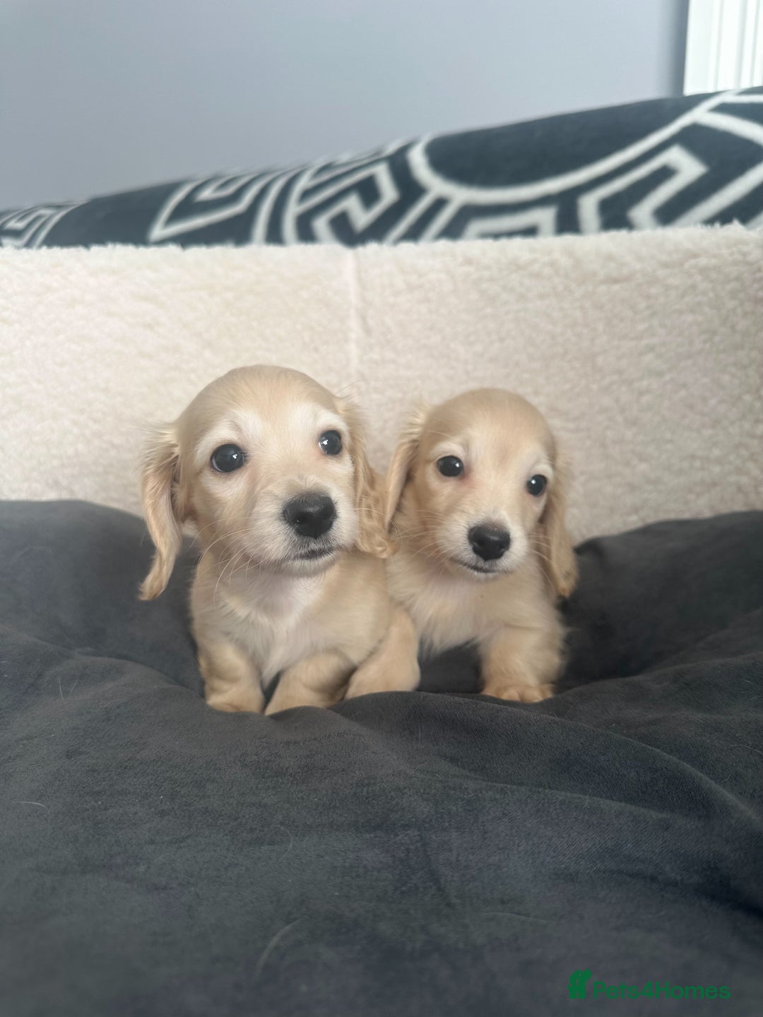 Miniature Dachshund dogs for sale: 2 male longhaired cream mini dachshunds. - Image 1