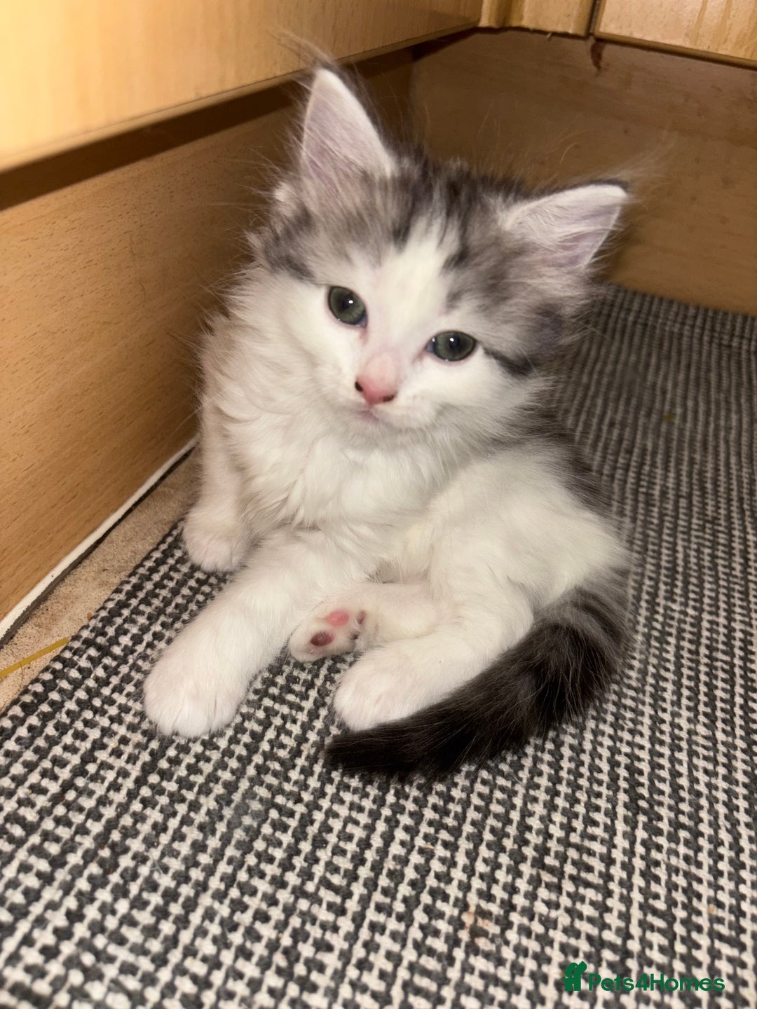 British Longhair cats for sale: British Longhair kittens Two  - Image 10