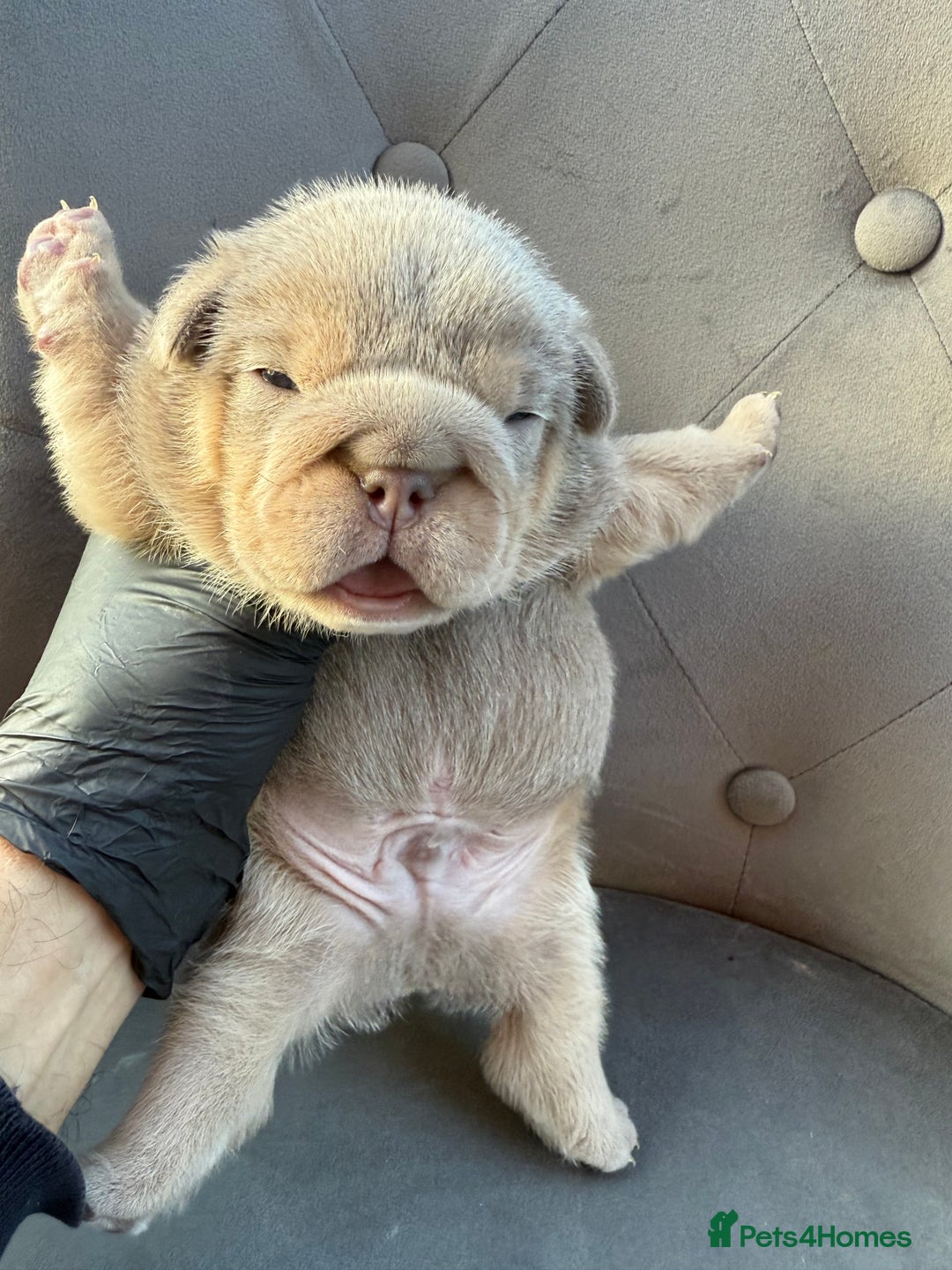 English Bulldog dogs for sale: KC Quality English Bulldogs  - Image 16