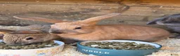 Mini Lop rabbits for sale: 2 x mini lop does - ready to leave now *reserved!* - Advert 3