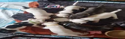 Staffordshire Bull Terrier dogs for sale: Beautiful Long-legged Staffy Puppies  in Dartford - Advert 3