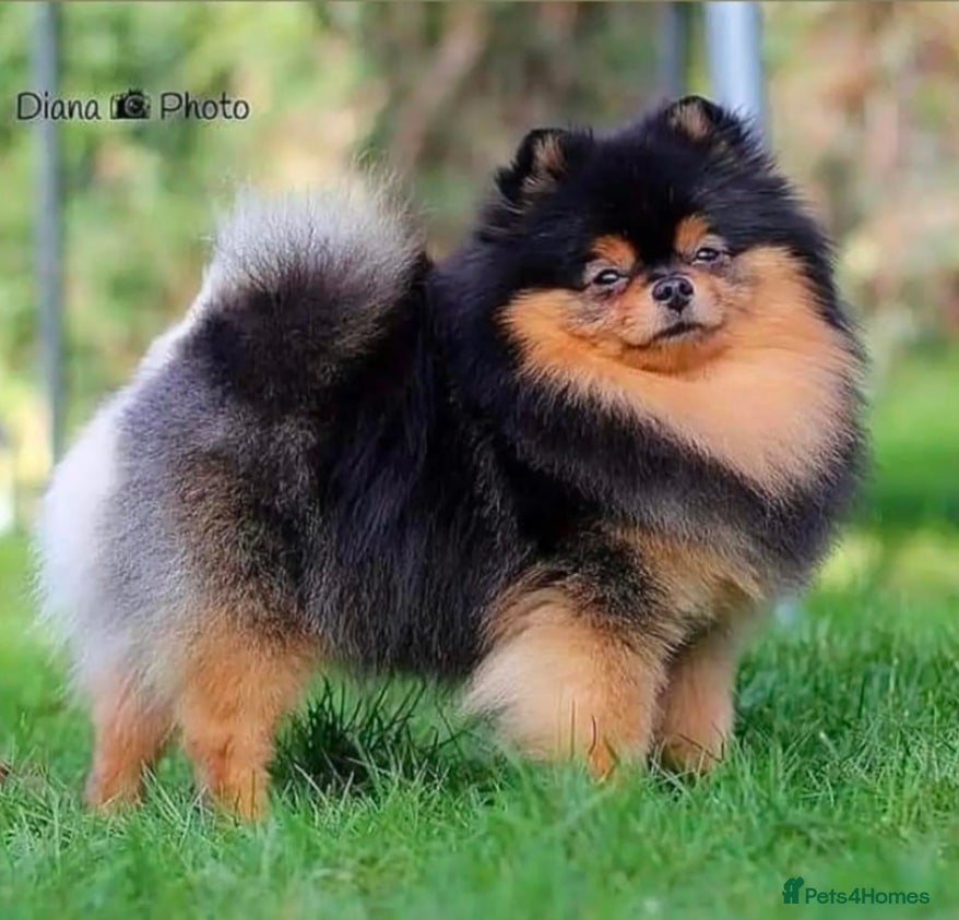 Pomeranian dogs Outstanding Boy available for stud duties  in Penrith - Advert 1