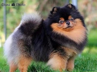 Pomeranian dogs in Penrith - Advert 13