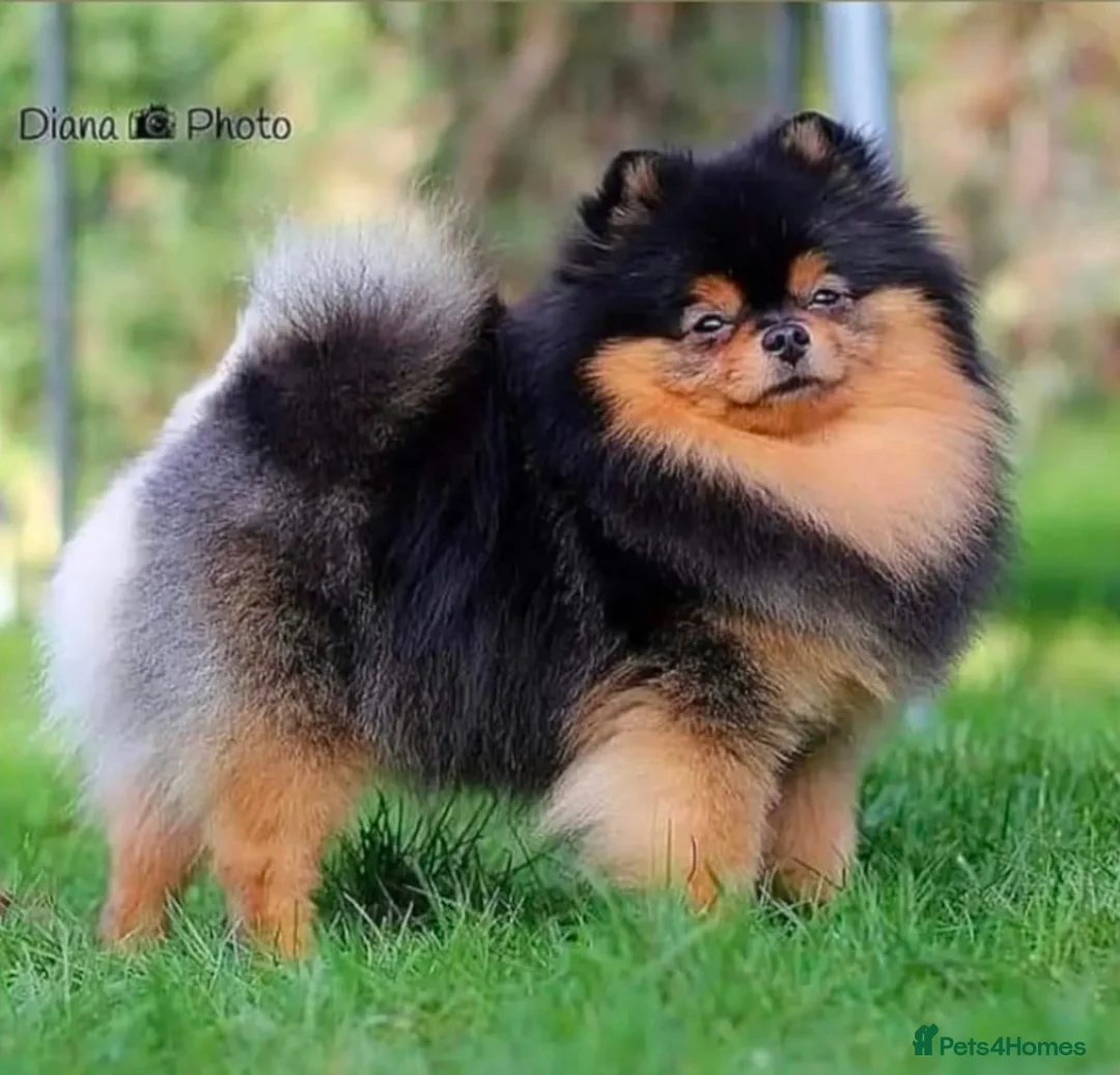 Pomeranian dogs for stud: Outstanding Boy available for stud duties  in Penrith - Advert 1