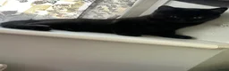 British Shorthair cats for sale: 4 dark chocolate beautiful British shorthairs  - Advert 7
