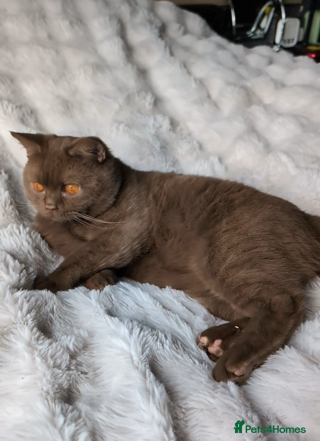 British Shorthair cats for stud: 💦CINNAMON🩸Blood B❣️GCCF & TICA 💙STUD only  - Advert 11