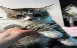 Mixed Breed cats for sale: Loving Home Needed for a Sweet 6-Month-Old Kitten  - Image 5