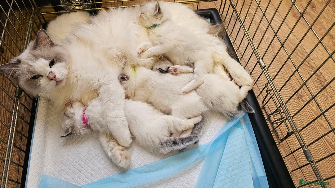 Ragdoll cats for sale: Champion Blood Ragdoll Bi colour kittens  - Image 4