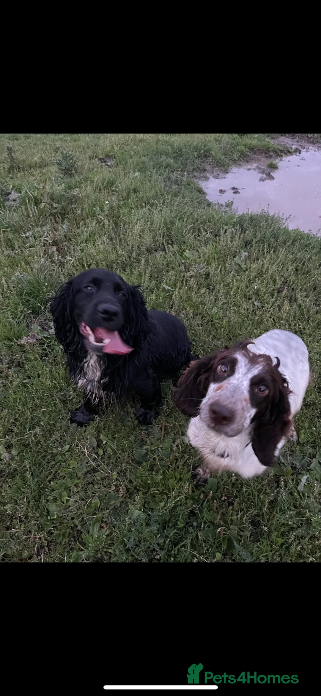 Cocker Spaniel dogs for sale: Tri coloured working cocker spaniel - Advert 2