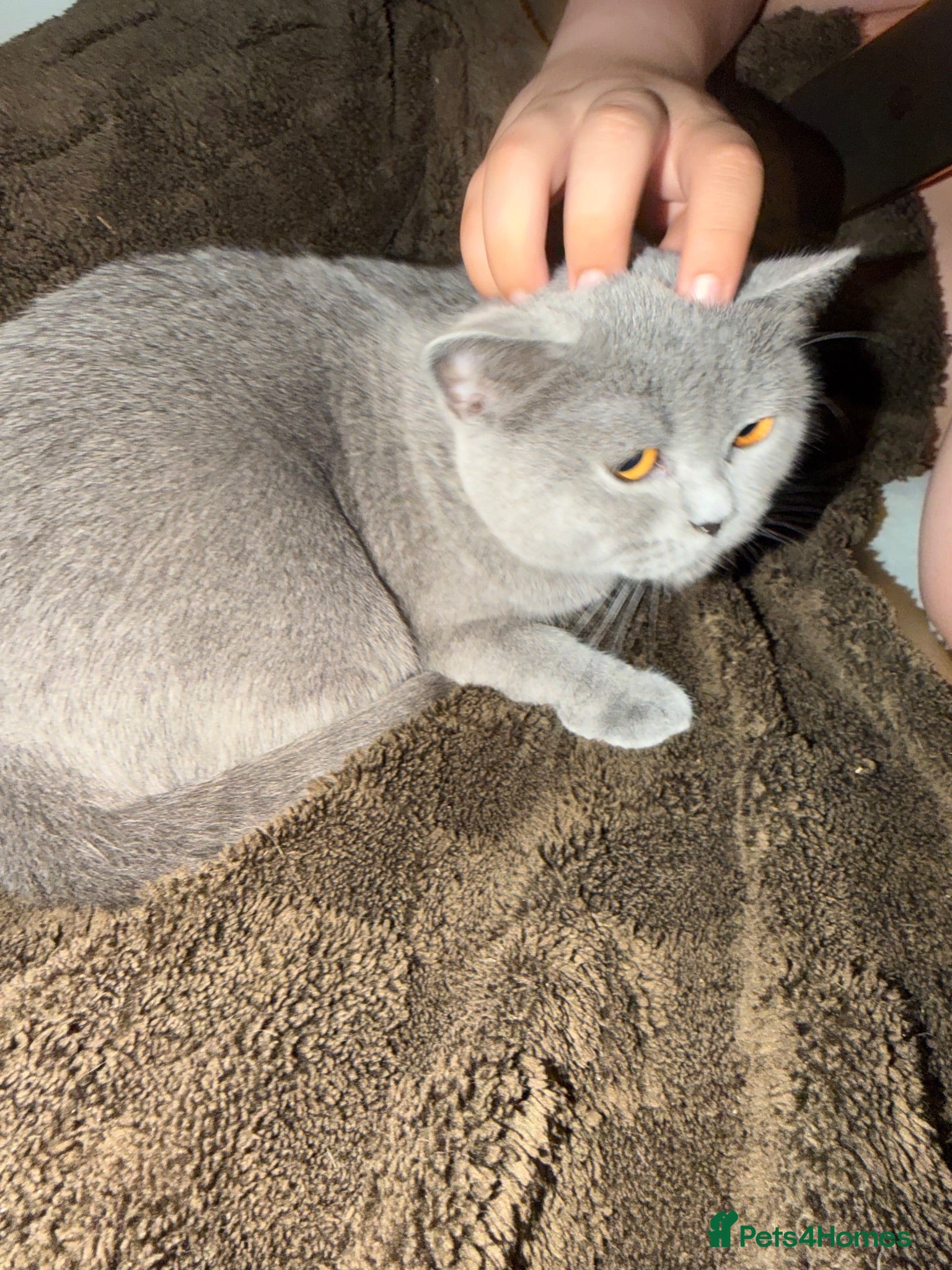 Scottish Fold cats  2 X British Shorthair and Scottish fold Female  - Advert 2
