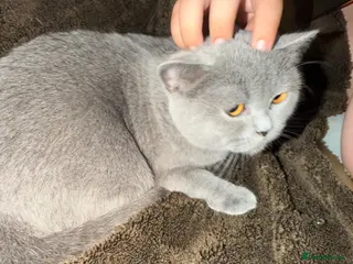 Scottish Fold cats 2 X British Shorthair and Scottish fold Female - Advert 2