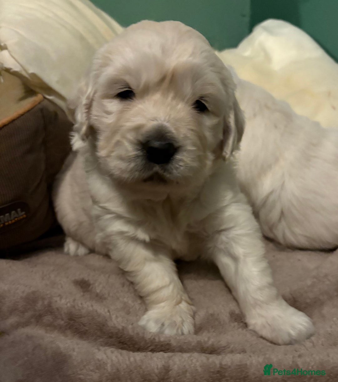 Golden Retriever dogs for sale: KC registered Golden retriever boy puppy - Advert 4
