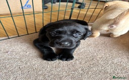 Labrador Retriever dogs for sale: Beautiful KC Registered Lab Pups  - Image 10