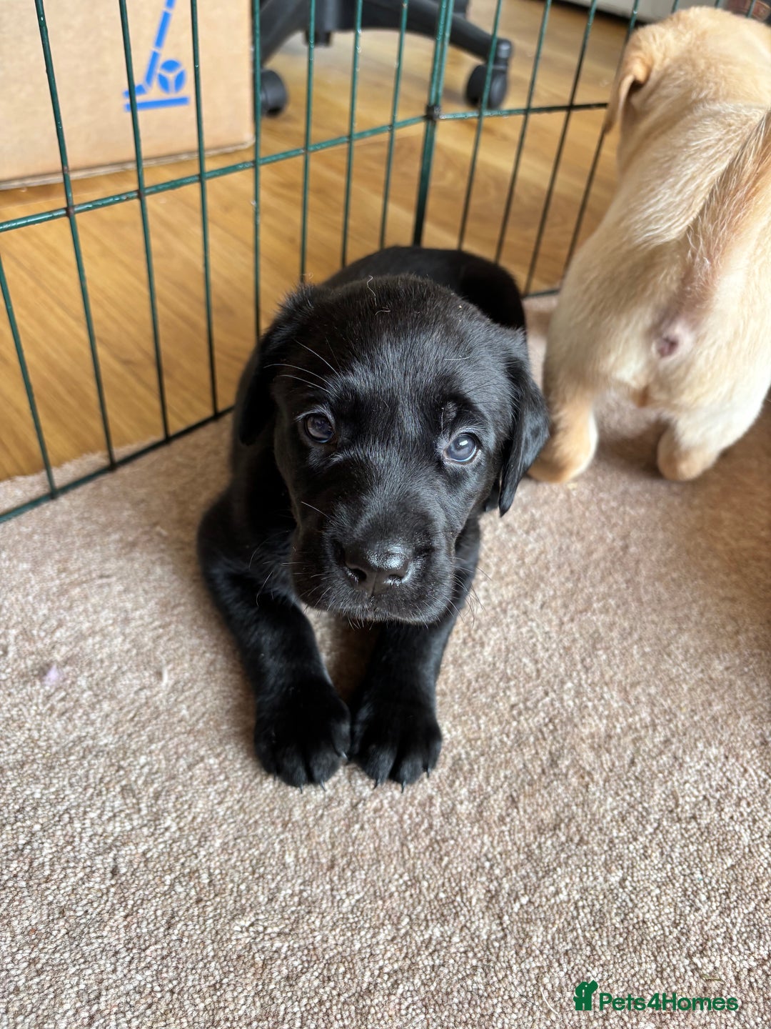 Labrador Retriever dogs for sale: Beautiful KC Registered Lab Pups  - Image 10