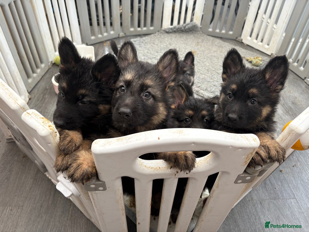 German Shepherd dogs for sale: 3 beautiful chunky boys  - Advert 1