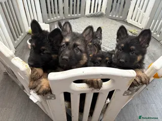 German Shepherd dogs 3 beautiful chunky boys - Advert 2