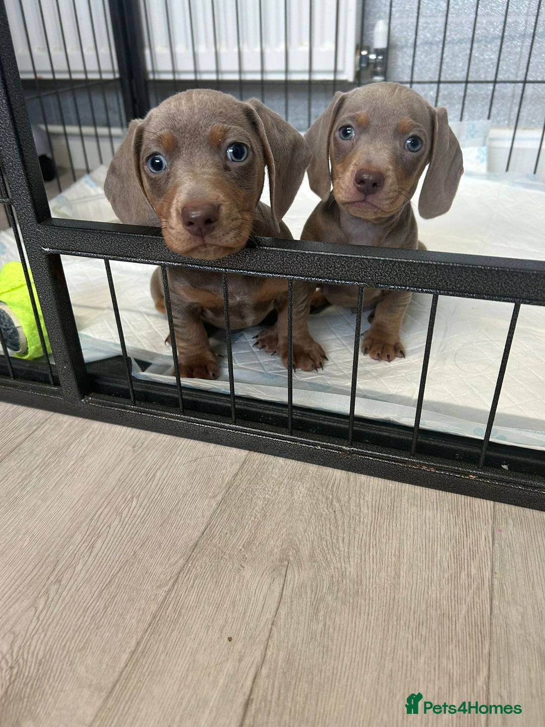Dachshund dogs for sale: Beautiful miniature dachund puppies  - Image 14