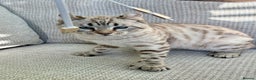Keetso cats for sale: Super wild looking poly curled eared leopard  - Advert 9