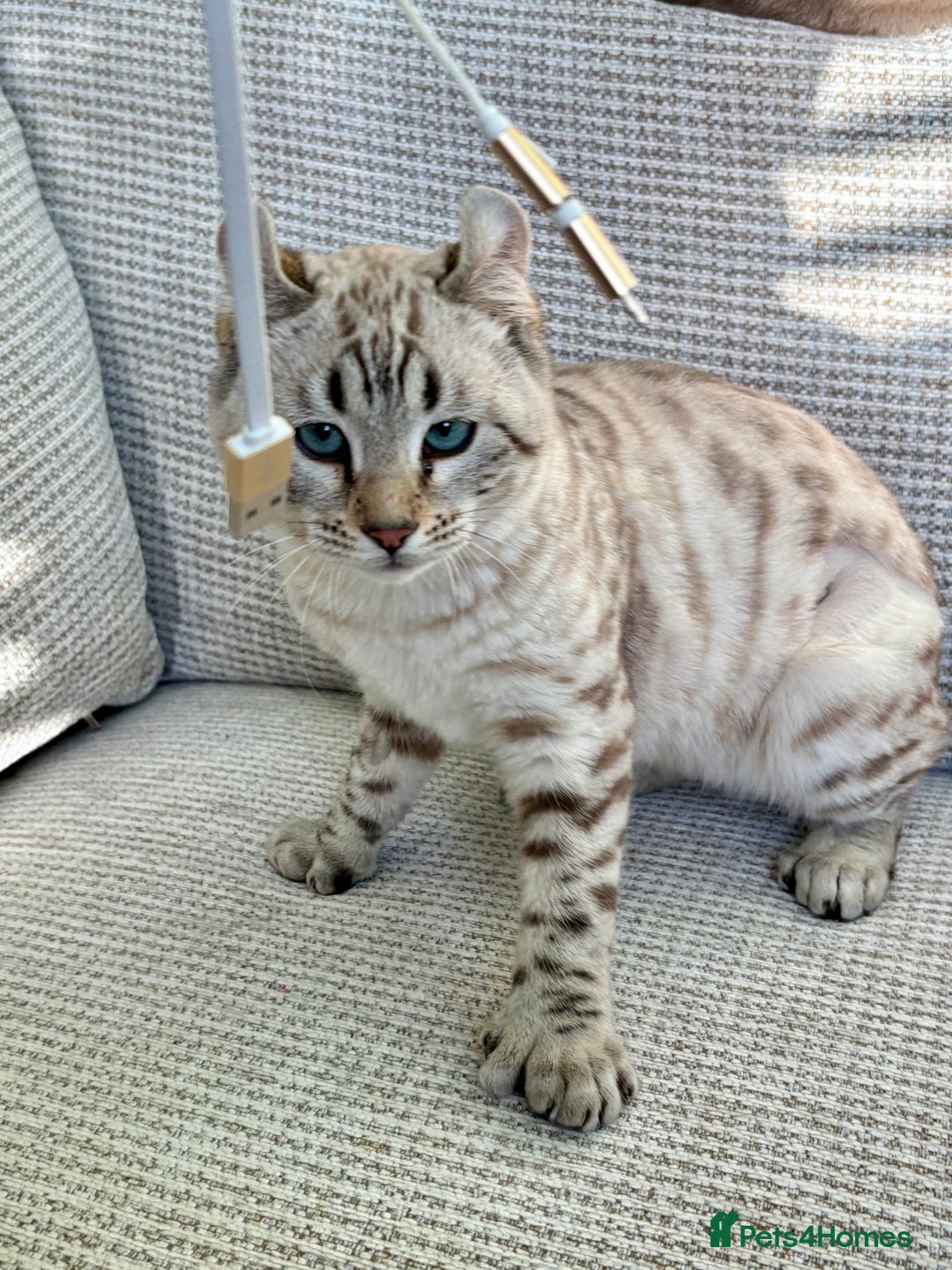 Keetso cats for sale: Super wild looking poly curled eared leopard  - Advert 9