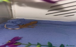 Gecko reptiles for sale: baby crested geckos  - Image 3