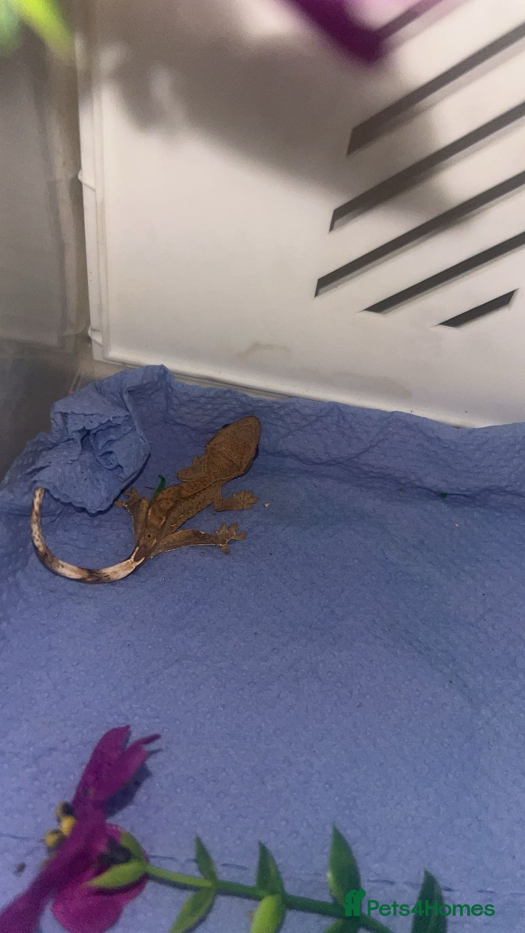 Gecko reptiles for sale: baby crested geckos  - Image 3