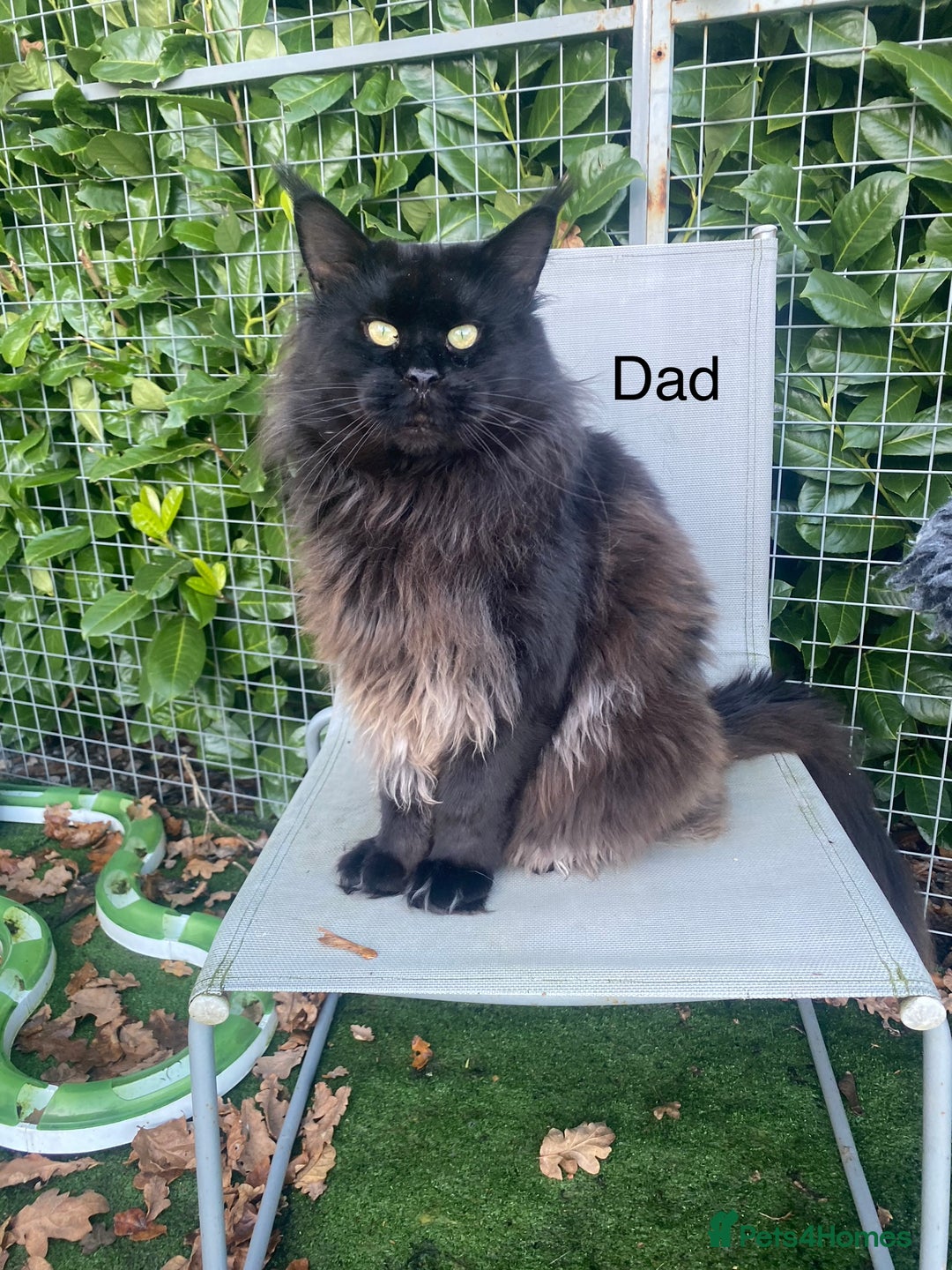 Maine Coon cats for sale: Tica Stunning Kittens  - Image 16