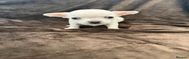 Chihuahua 6