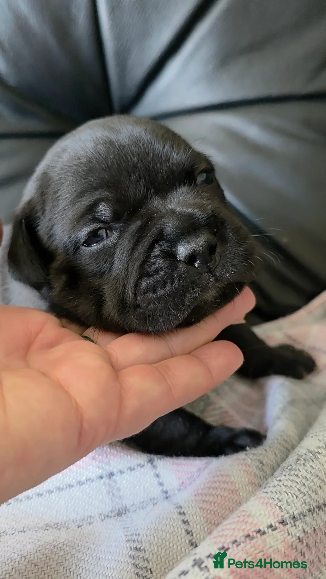 Staffordshire Bull Terrier dogs for sale: Black stafford puppy girl - Advert 2