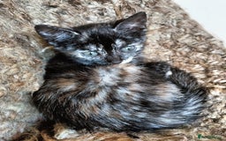 Bengal cats for sale: Bengal X Kittens High % Wild Asian Leopard Cat.  - Image 27