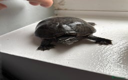 Terrapin reptiles for sale: 1 terrapin - Image 2
