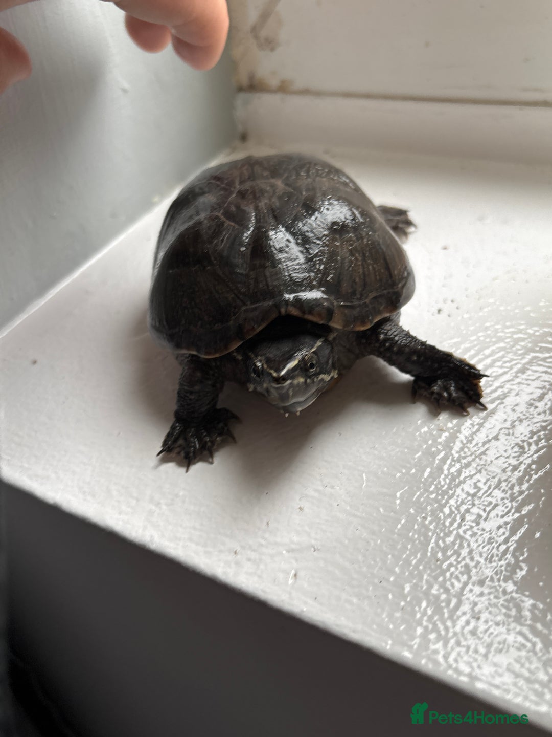 Terrapin reptiles for sale: 1 terrapin - Image 2