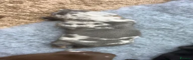 Miniature Dachshund 2