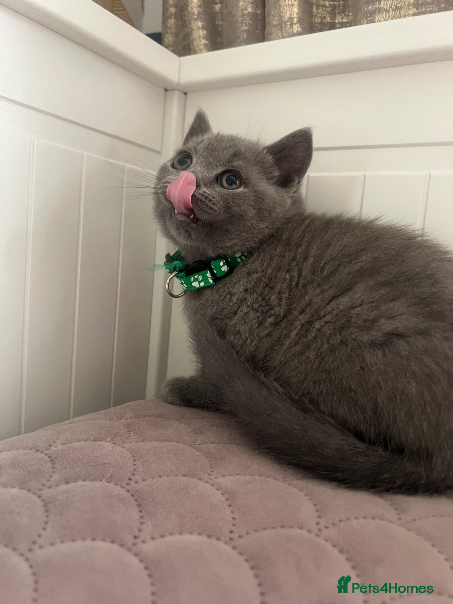 British Shorthair cats for sale: ✨Beautiful Chunky British Shorthair Kittens - Advert 1