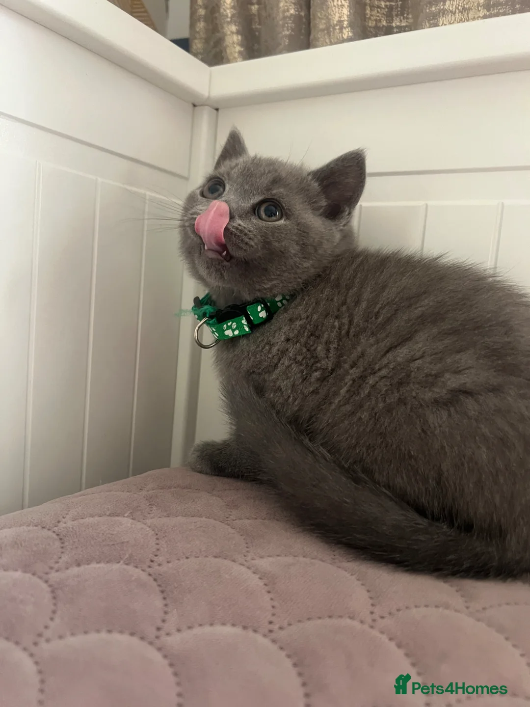 British Shorthair cats for sale: ✨Beautiful Chunky British Shorthair Kittens in Fareham - Advert 1