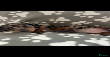Dachshund dogs - Advert 6
