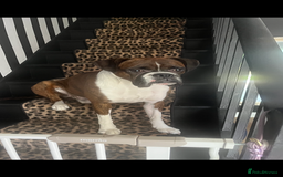 Boxer dogs for sale: POTENTIAL Re-home   - Image 12