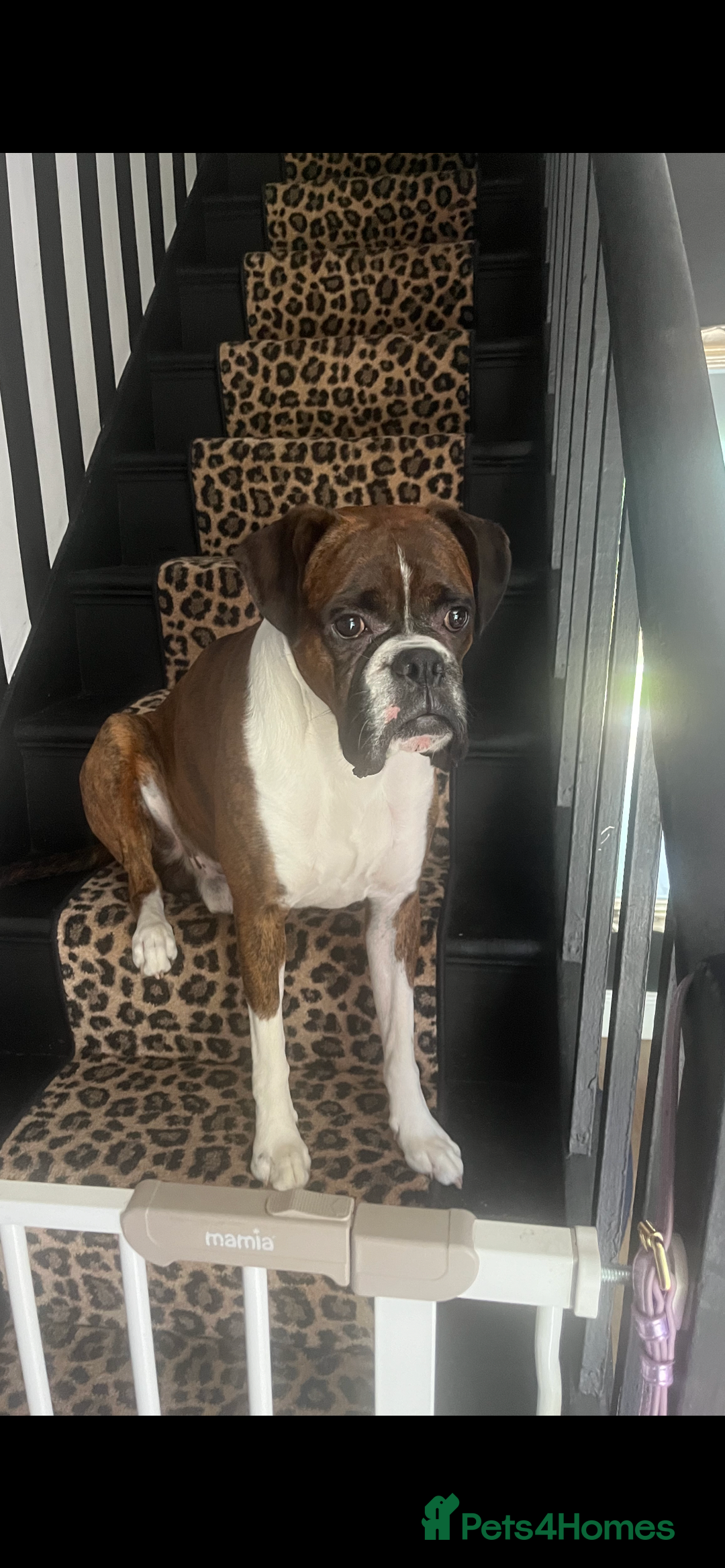 Boxer dogs for sale: POTENTIAL Re-home   - Image 12
