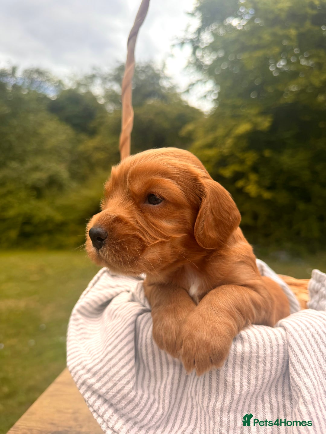 Cocker Spaniel dogs for sale: Working Cocker Spaniel Puppies  - Image 6