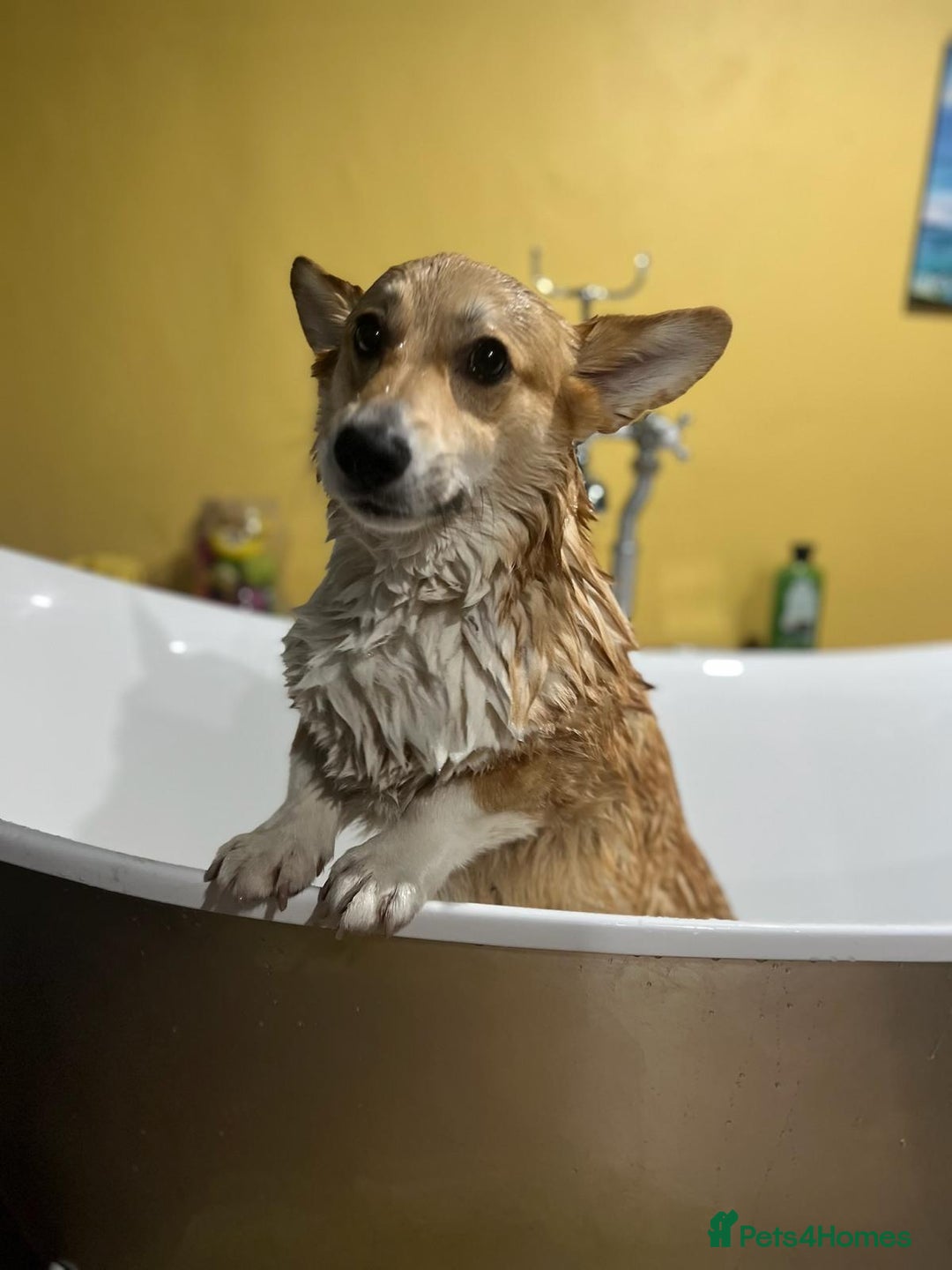 Welsh Corgi Pembroke dogs for sale: 5yo reactive Corgi needs loving, experienced owner - Advert 8