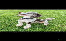 Cockapoo dogs for sale: F2  cockapoo puppies  - Image 23