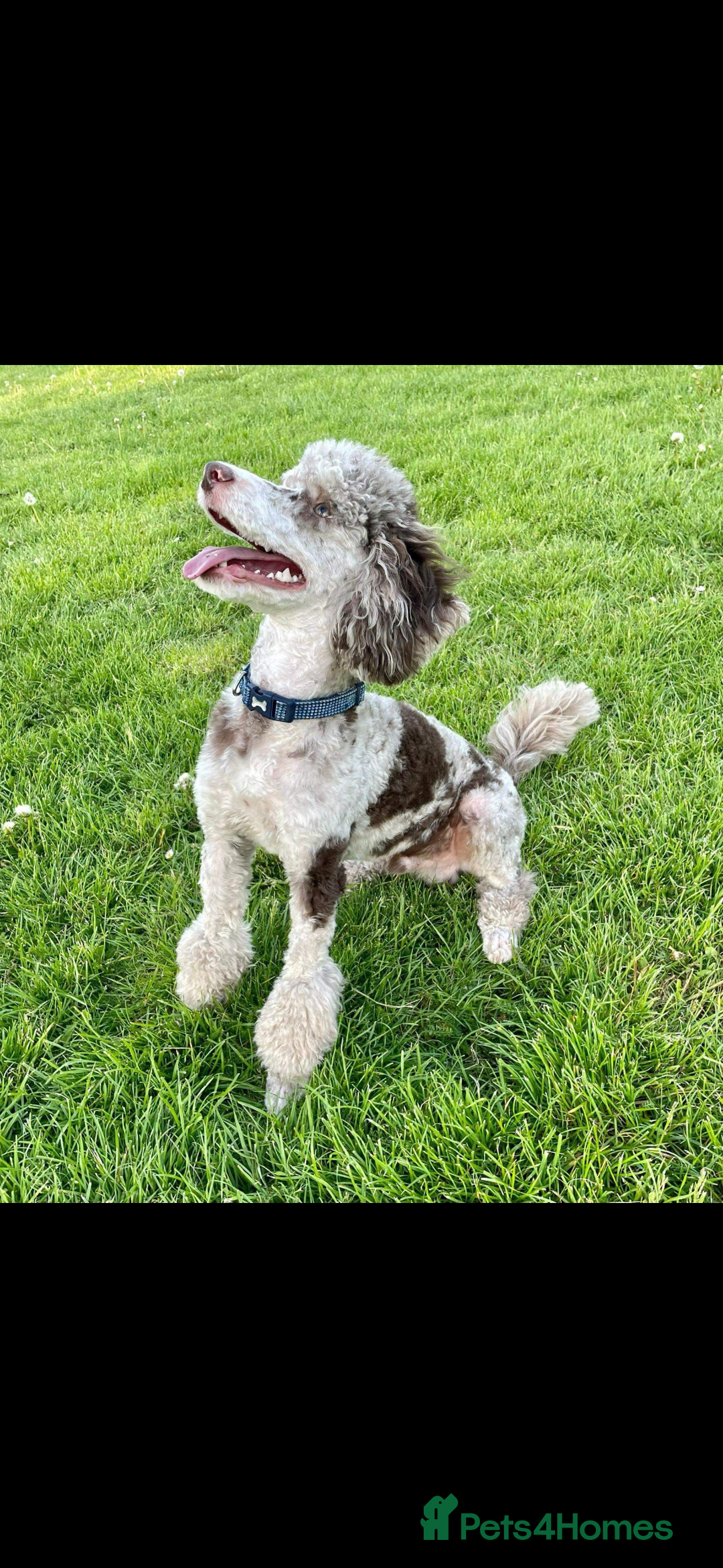 Cockapoo dogs for sale: F2  cockapoo puppies  - Image 23
