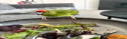 Parakeets birds for sale: Male Kakariki in Ossett - Advert 3