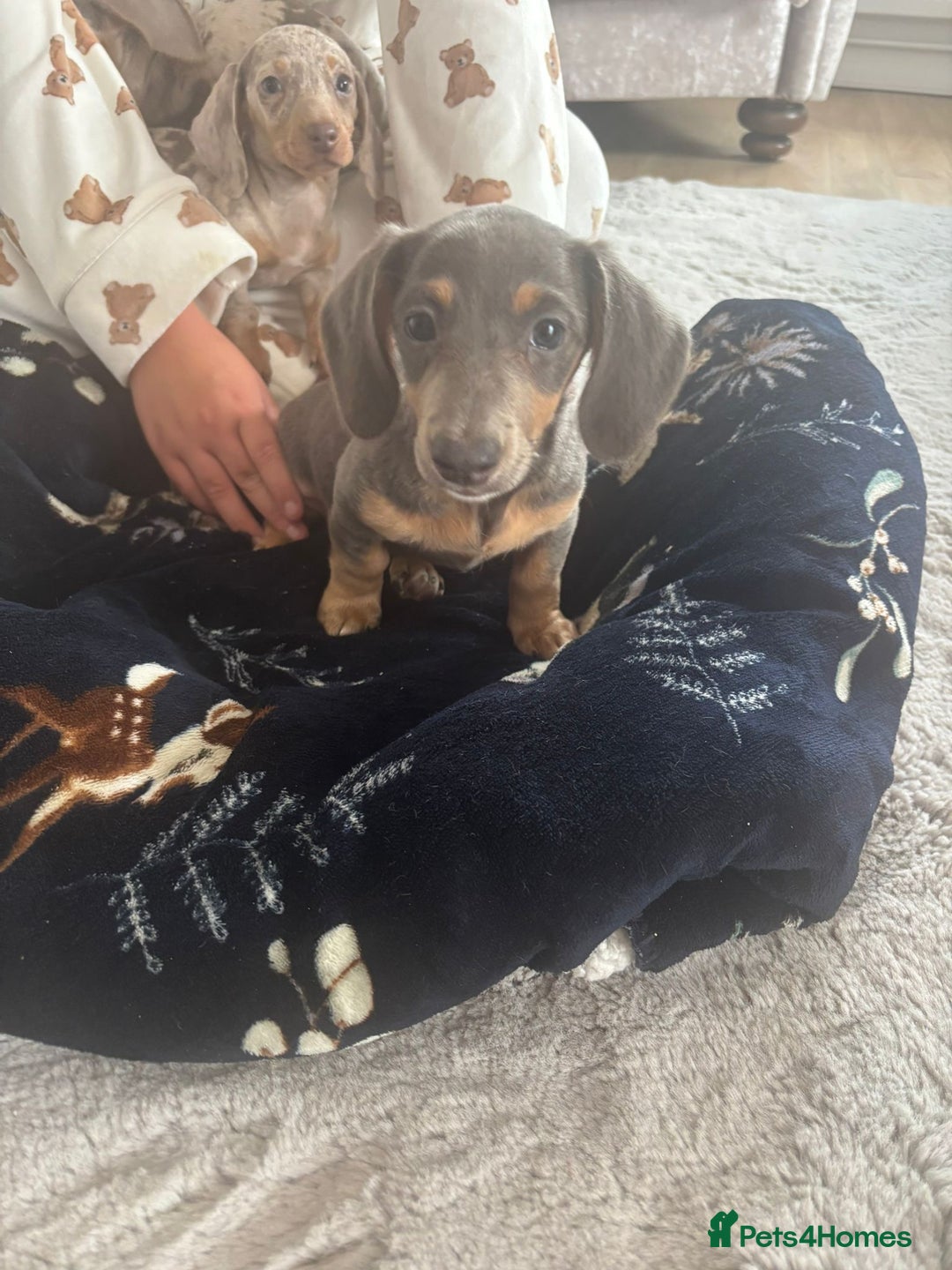 Miniature Dachshund dogs for sale: Miniature issabella dapple dachshund pups  - Image 5