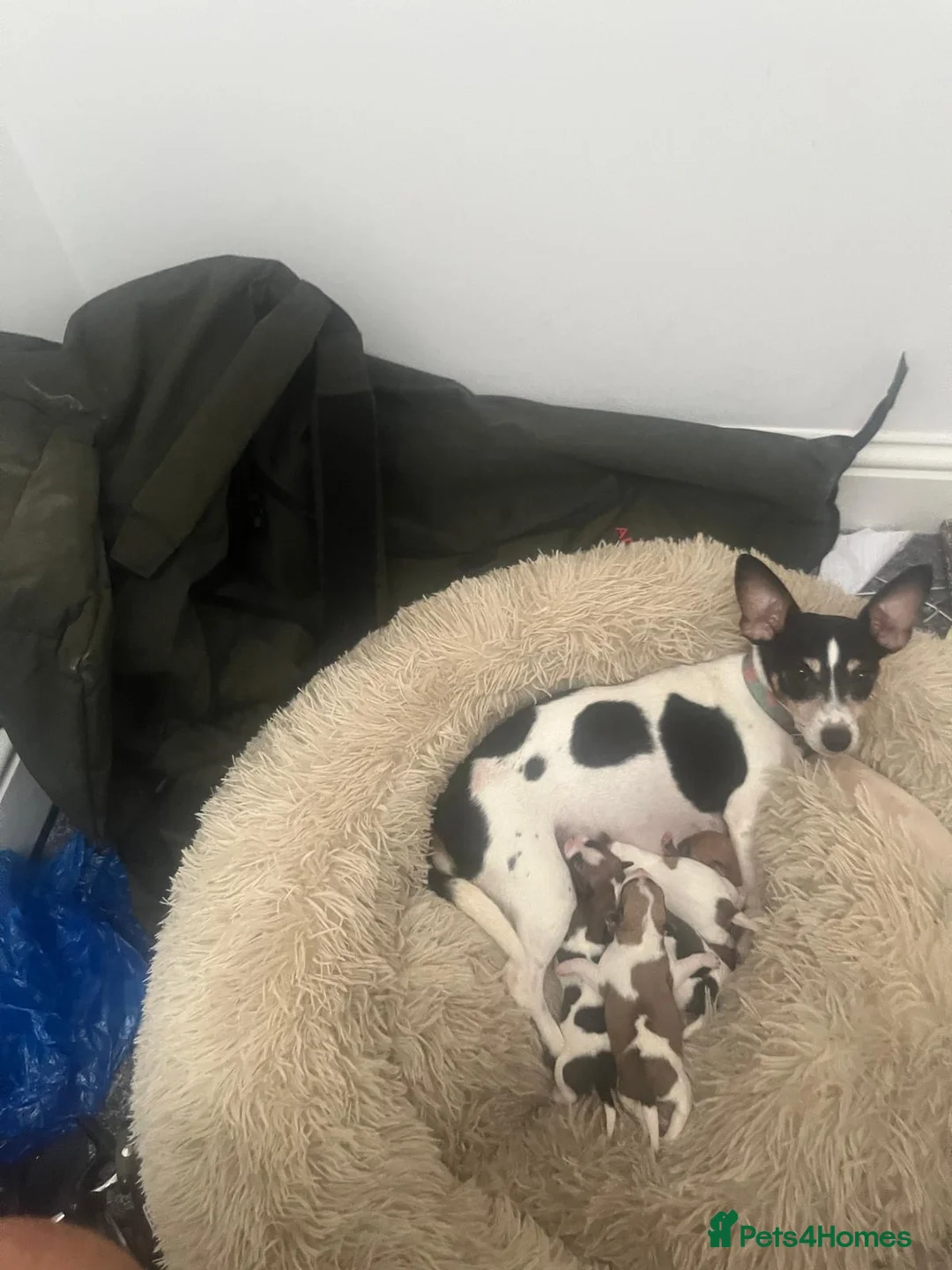 Jack Chi dogs for sale: Jack chi pups  - Advert 1